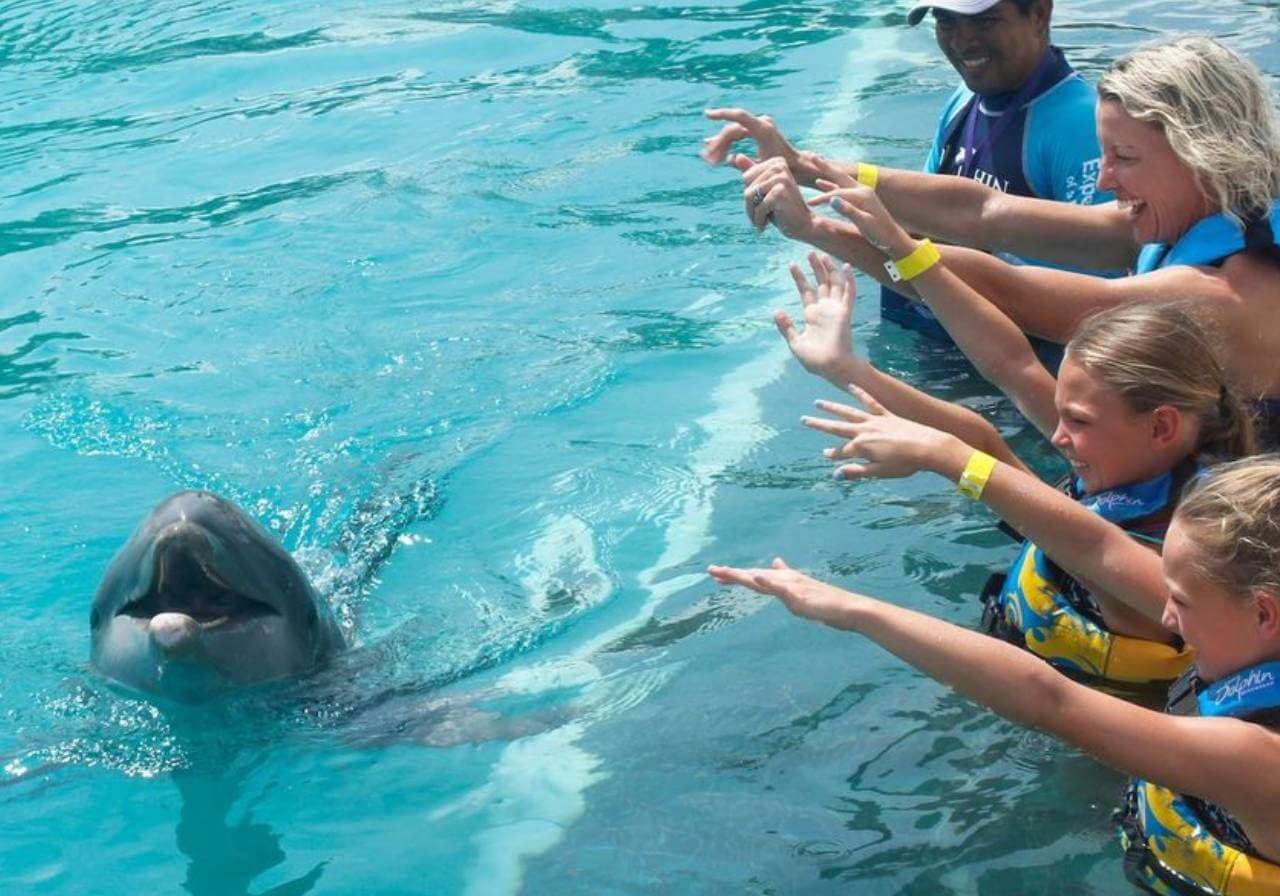 Nado con delfines