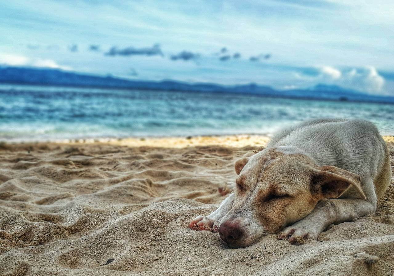 Playa pet friendly cancun