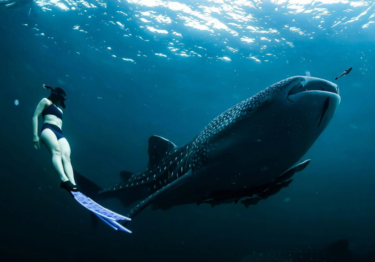 Nadar con el tiburon ballena